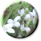 Garlic Flowers