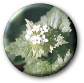 Garlic Flowers